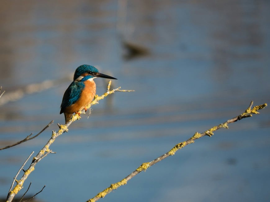 birdwatching en mallorca